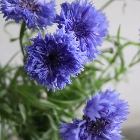 【店舗引取り】お花の入荷日に合わせてお届けする、フレッシュなお花のミニブーケ・Sサイズ