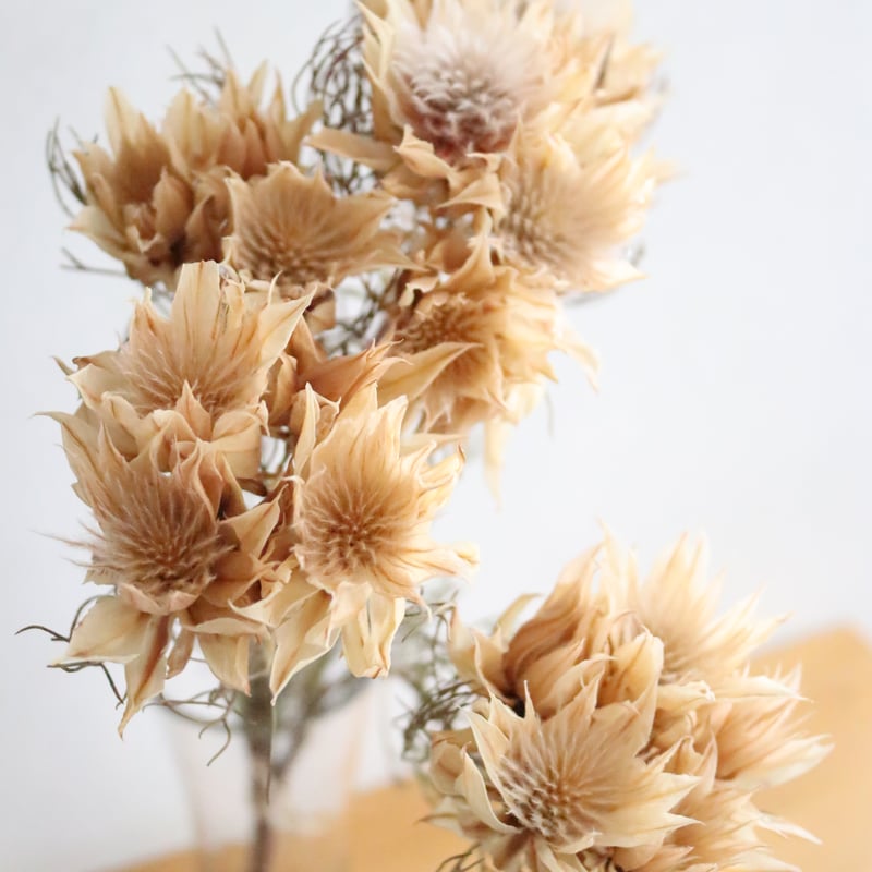 ❇️セルリア ブラッシング❣️ドライフラワー ドライフラワー］セルリア商品ページ - 土と風の植物園