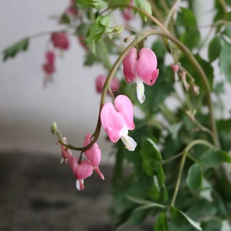 【店舗引取り】お花の入荷日に合わせてお届けする、フレッシュなお花のミニブーケ・Mサイズ