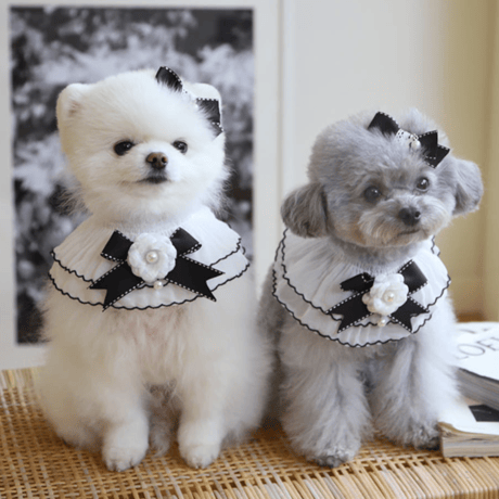 犬用スタイ | STORES