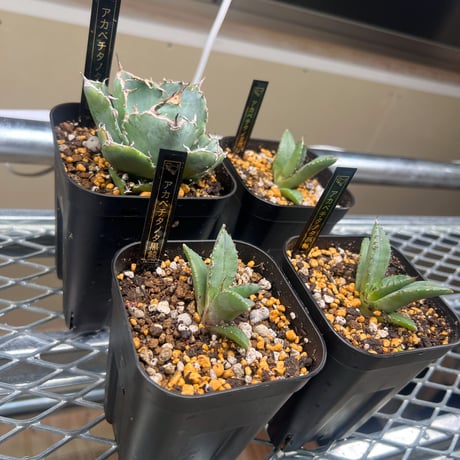 agave titanota cok・魔丸・狼人・黒鯨 セット売り 【公式通販】