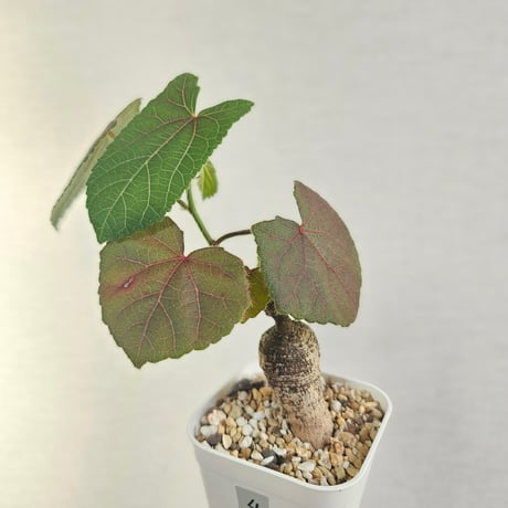 ステファニア | STORES