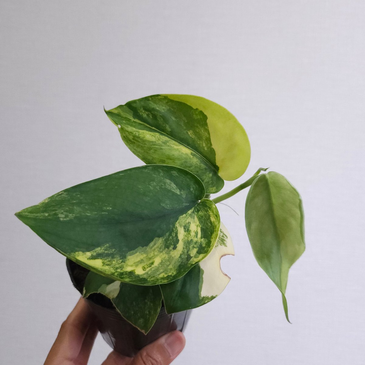 ①《スキンダプサス ジェイドサテン バリエガータ》Scindapsus Jade