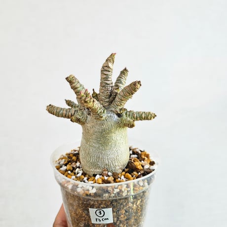 アデニアアラビカム　特大 楽天市場】現品 アデニウム アラビカム 大型株 高さ30cm 9号鉢