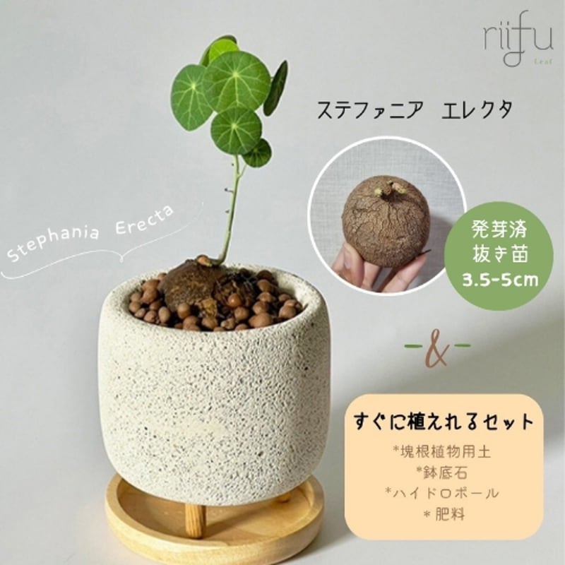 みえネフェルタリ(R)(EL)(発掘)3種セット&リピート割適用 抜き苗+栽培セット】ステファニア エレクタ 約3.5~5cm以内 | riifu