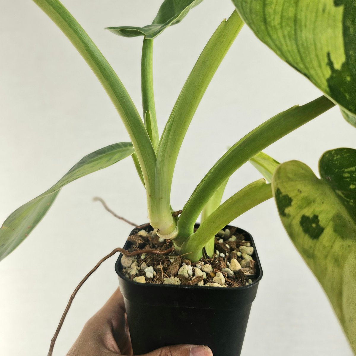 ①〔フィロデンドロン ジョセボーノ〕Philodendron Jose Buono 斑入り
