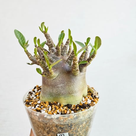 アデニウムアラビカム 'ゴッチ'① 塊根 多肉植物 コーデックス サボテン アデニウムアラビカム 'ゴッチ'④ 塊根 コーデックス 多肉植物