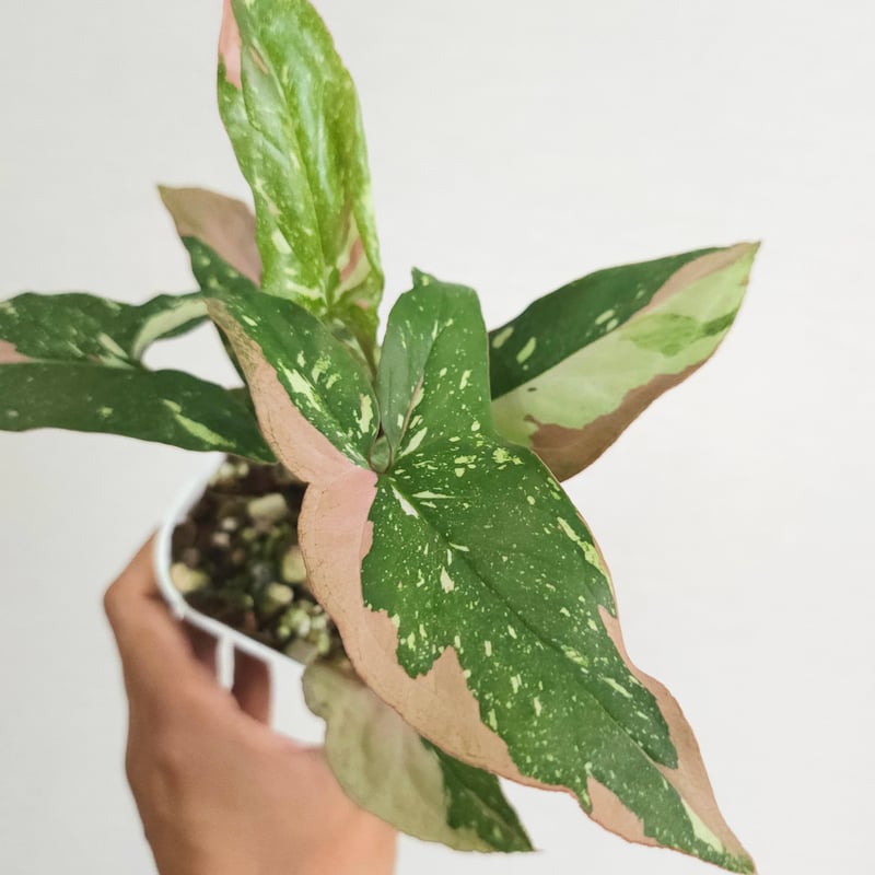 シンゴニウムトリカラー&レッドラーバーミックス シンゴニウム·レッドスポット·トリカラー》Syngonium Redspot Tricolo