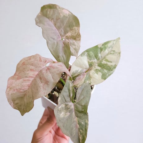 シンゴニウム | STORES