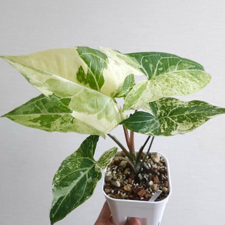 シンゴニウム | STORES