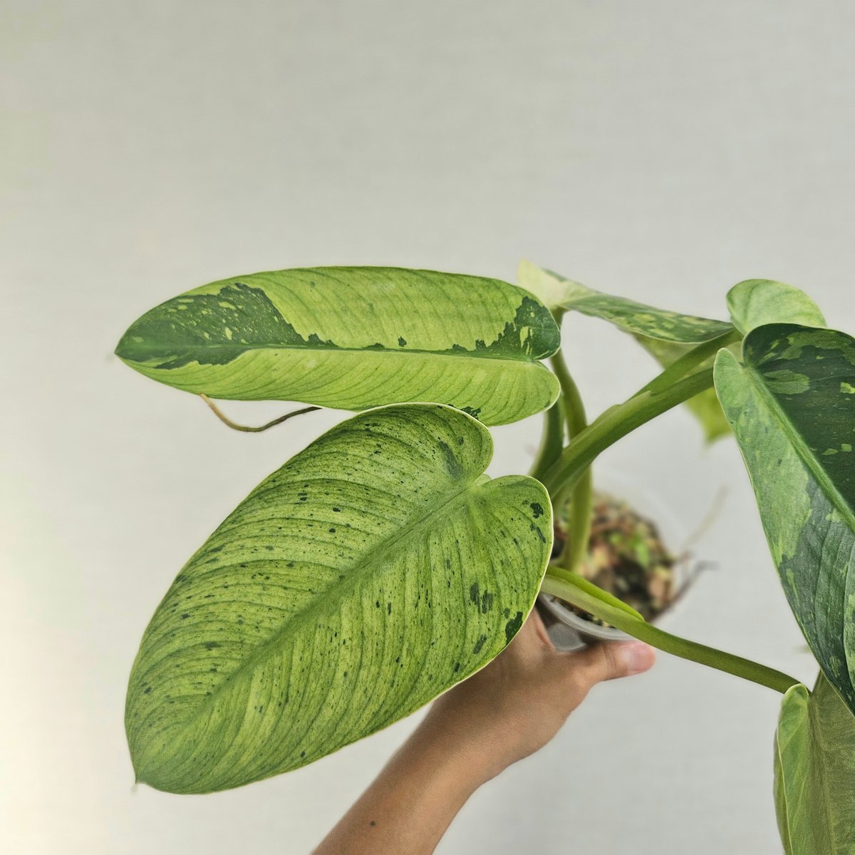 ②〔フィロデンドロン ジョセボーノ〕Philodendron Jose Buono 斑入り