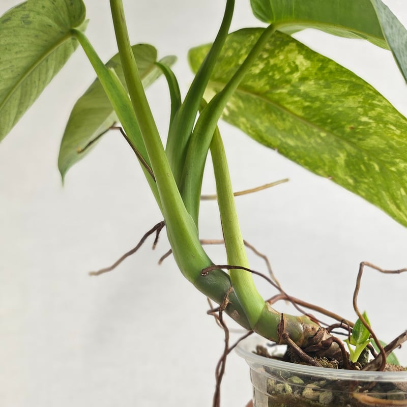 ②〔フィロデンドロン ジョセボーノ〕Philodendron Jose Buono 斑入り