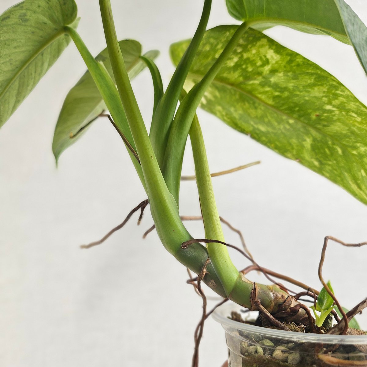 Joseph Bofill ジョセフ・ボフィル ブロンズ風 樹脂高さ約62cm Joseph