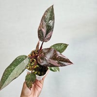 ④《スキンダプサス マヤリ バリエガータ》Scindapsus Mayari Var