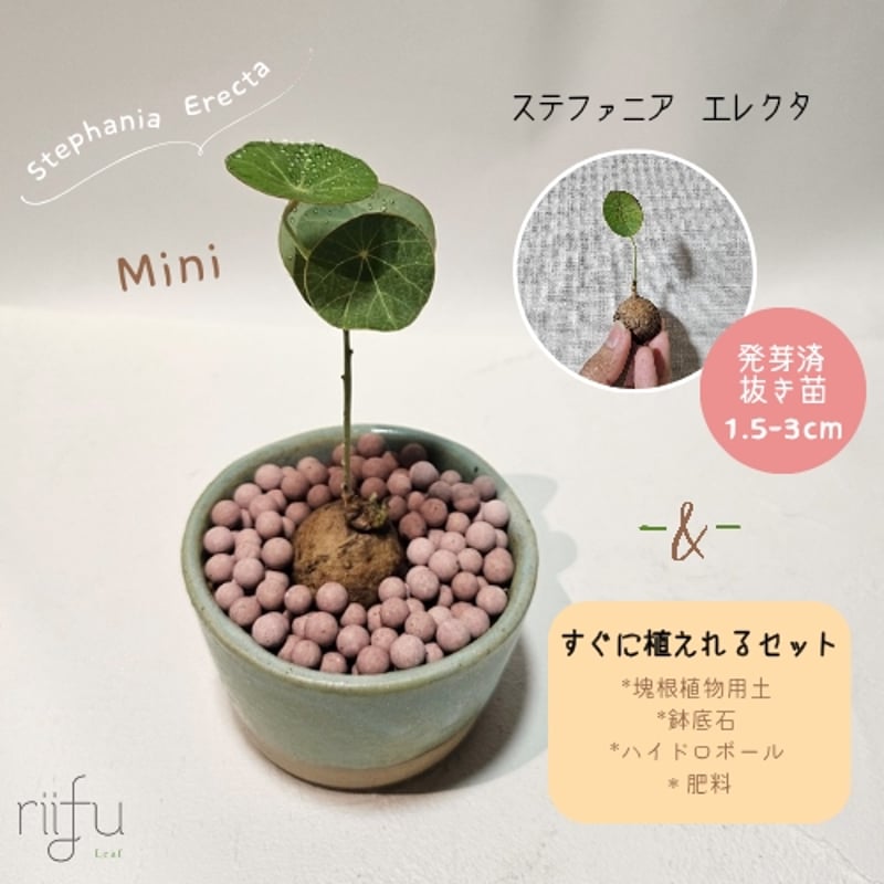 ステファニア エレクタ ステファニア エレクタ | Green Enchant【コーデックス、多肉