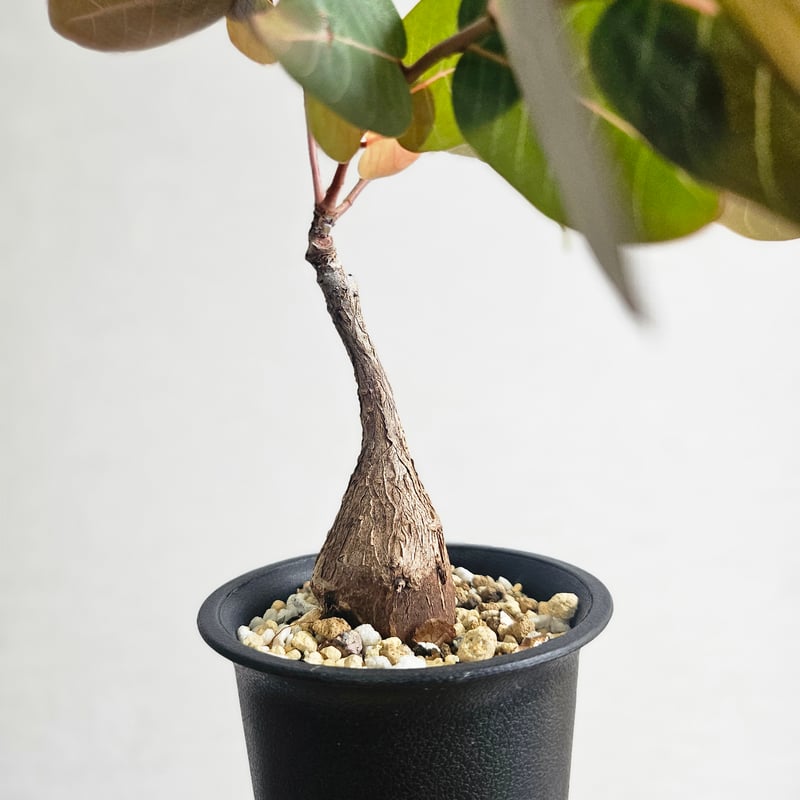 S48〚フィランサス・ミラビリス〛Phyllanthus Mirabilis 塊根植物