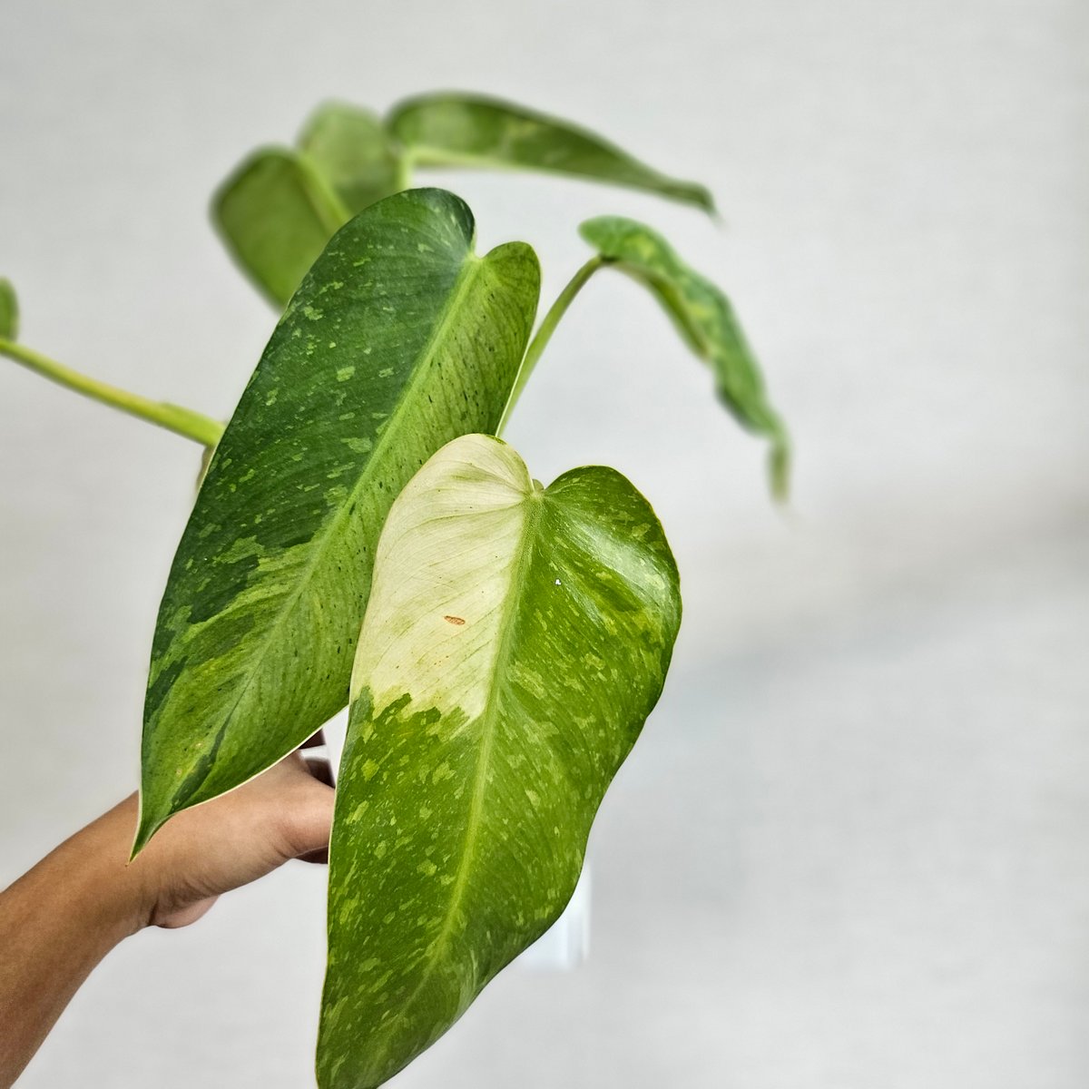 ③〔フィロデンドロン ジョセボーノ〕Philodendron Jose Buono 斑入り