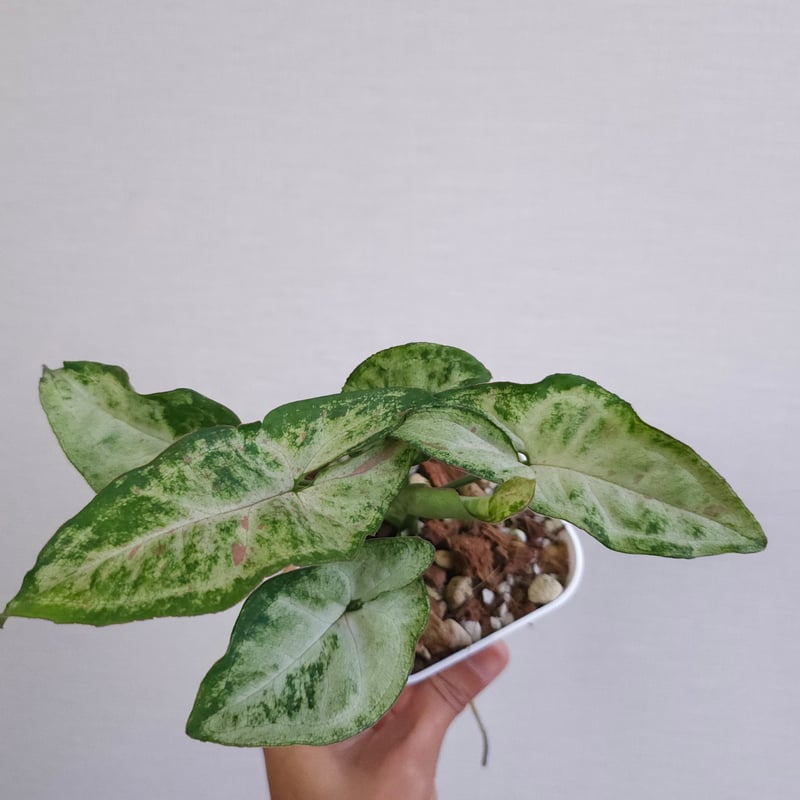 ③《シンゴニウム コンフェッティ トリカラー》 Syngonium Confetti