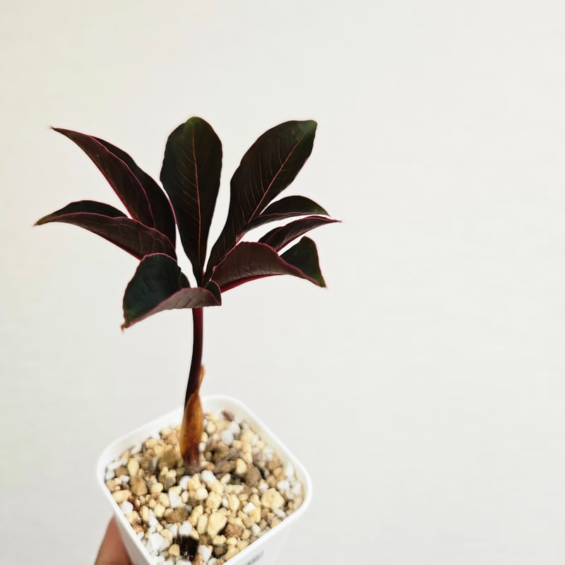 AM1 ♡レア〚 アモルフォファルス アトロビリディス 〛 Amorphophallus