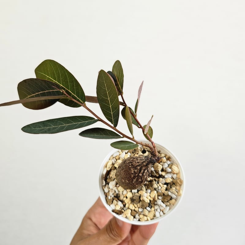 20 ♡ミニ株♡〚フィランサス・ミラビリス〛Phyllanthus Mirabilis 塊