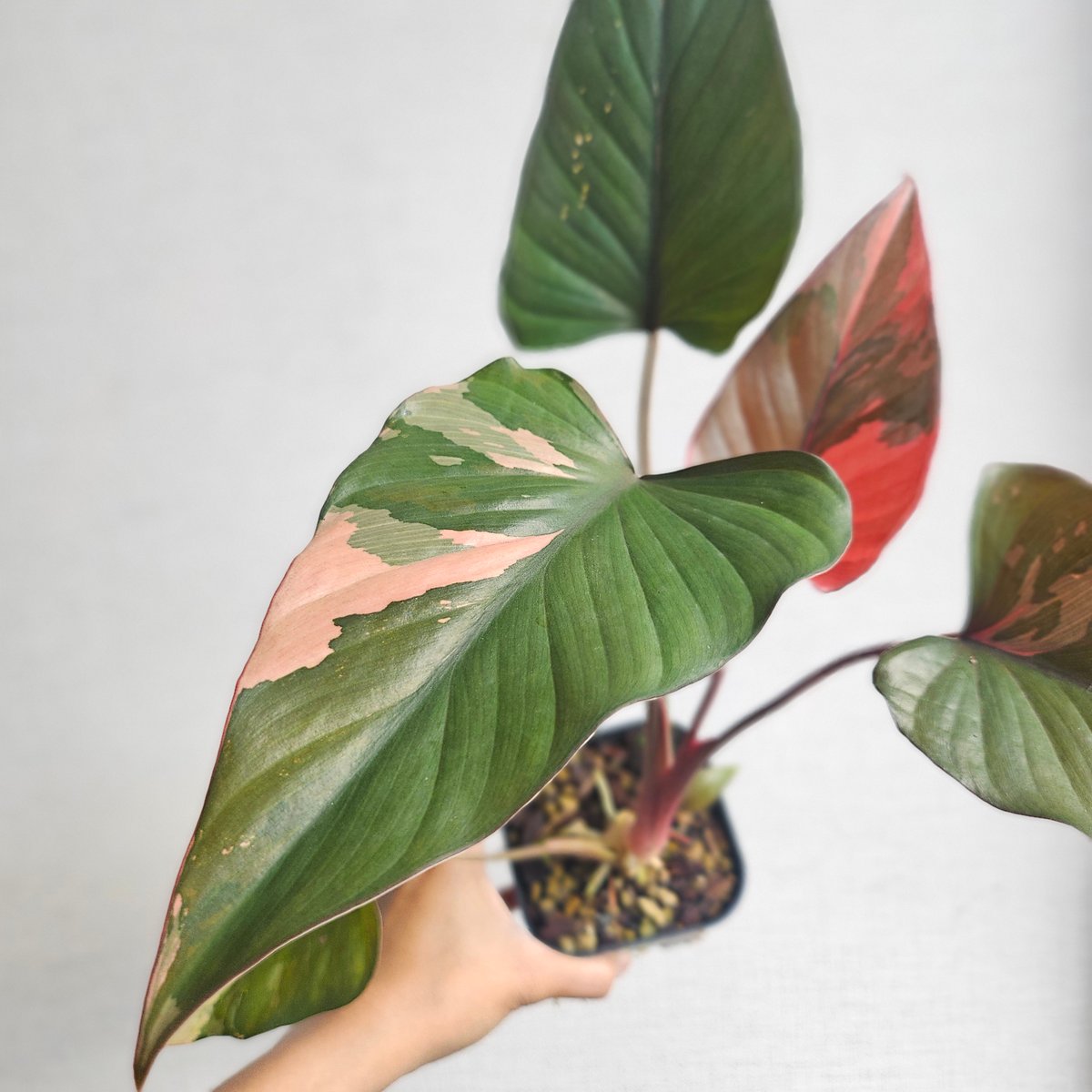 ②Homalomena cf. aromatica (Spreng.) Schott. ホマロ