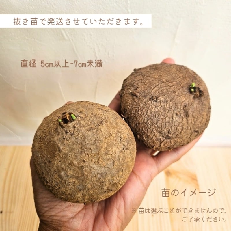 みえネフェルタリ(R)(EL)(発掘)3種セット&リピート割適用 ネフェルタリ 3ml | エジプト香油専門店 OIL