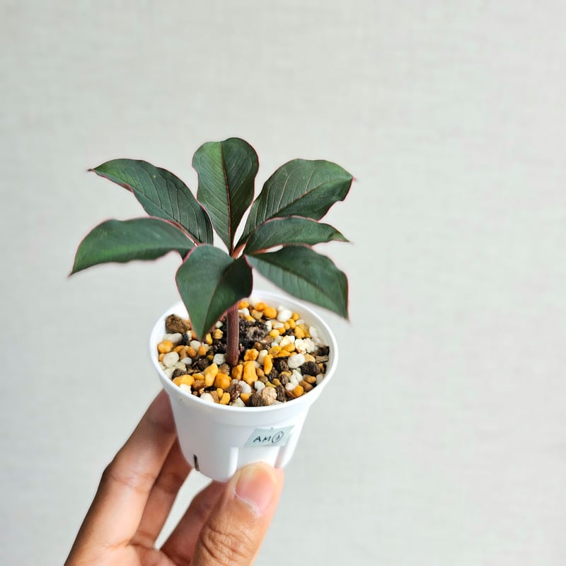 アモルフォファルス ブルビフェルAmorphophallus球根15個＋α ♡レア