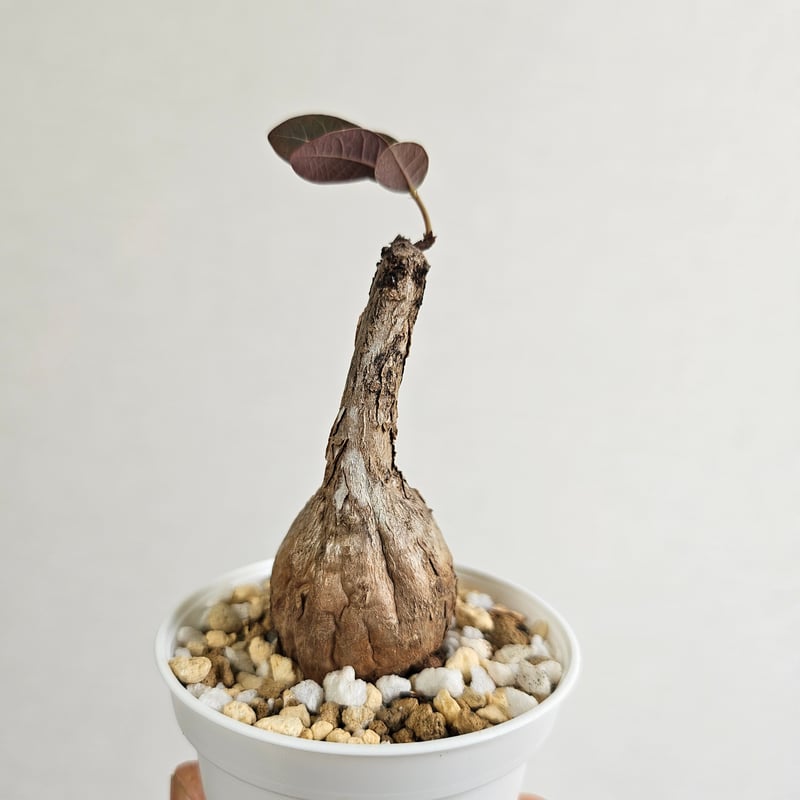 24 ♡ミニ株♡〚フィランサス・ミラビリス〛Phyllanthus Mirabilis 塊