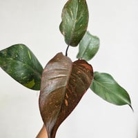 ④《スキンダプサス マヤリ バリエガータ》Scindapsus Mayari Var