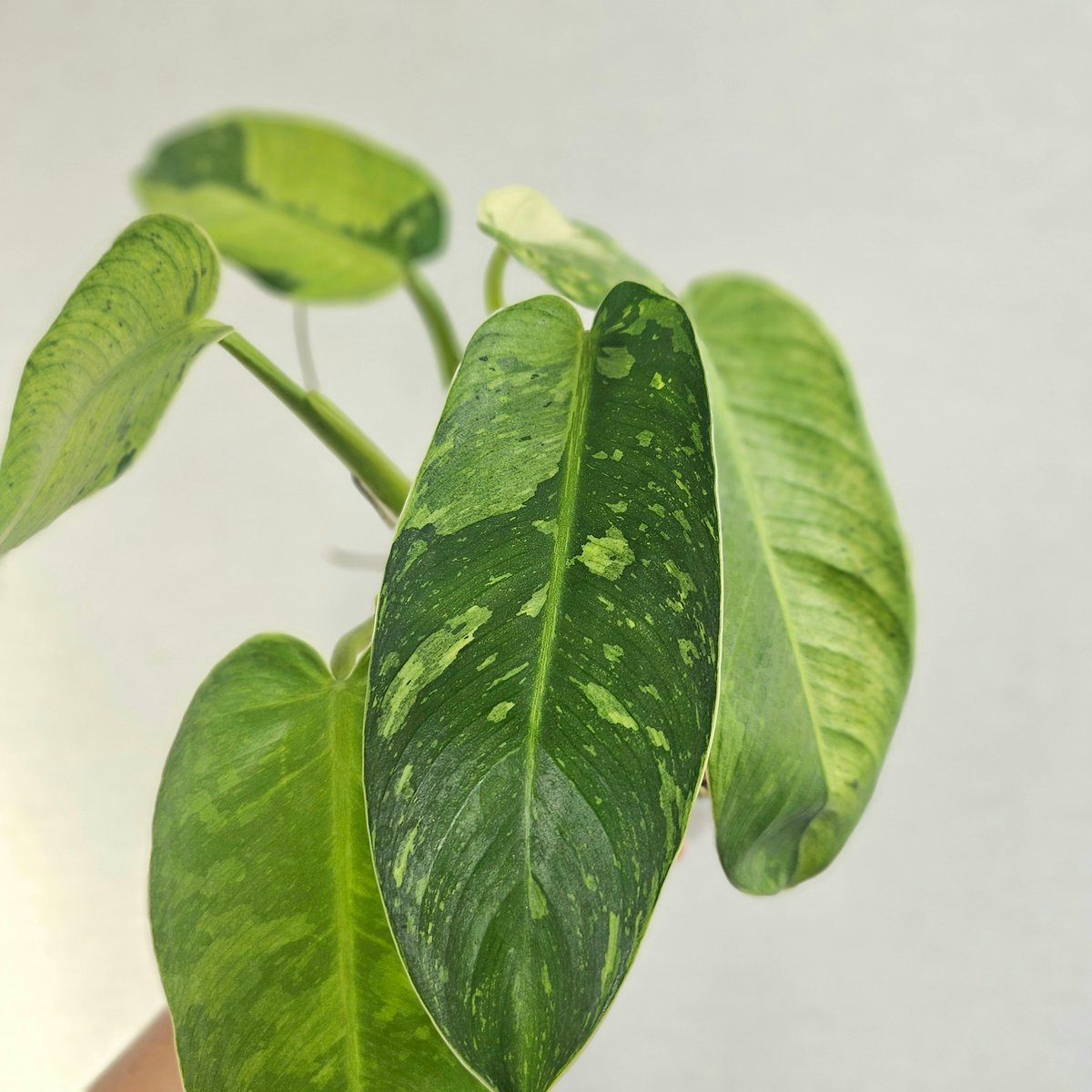 ②〔フィロデンドロン ジョセボーノ〕Philodendron Jose Buono 斑入り