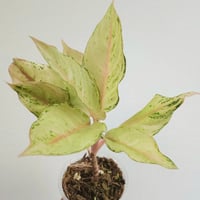 ①《Aglaonema 9Karat 》アグラオネマ・ナインカラット 観葉植物