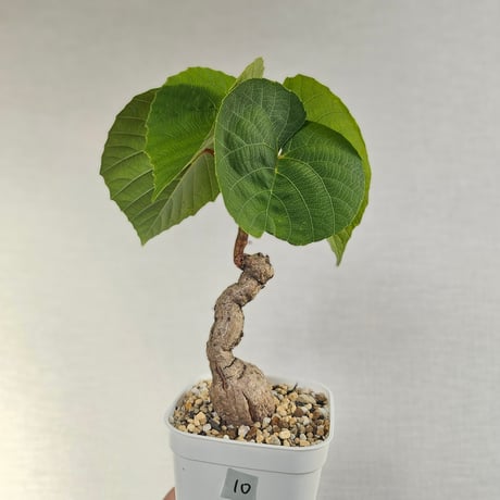 ステファニア | STORES