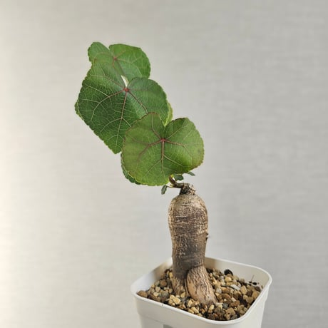 ステファニア | STORES