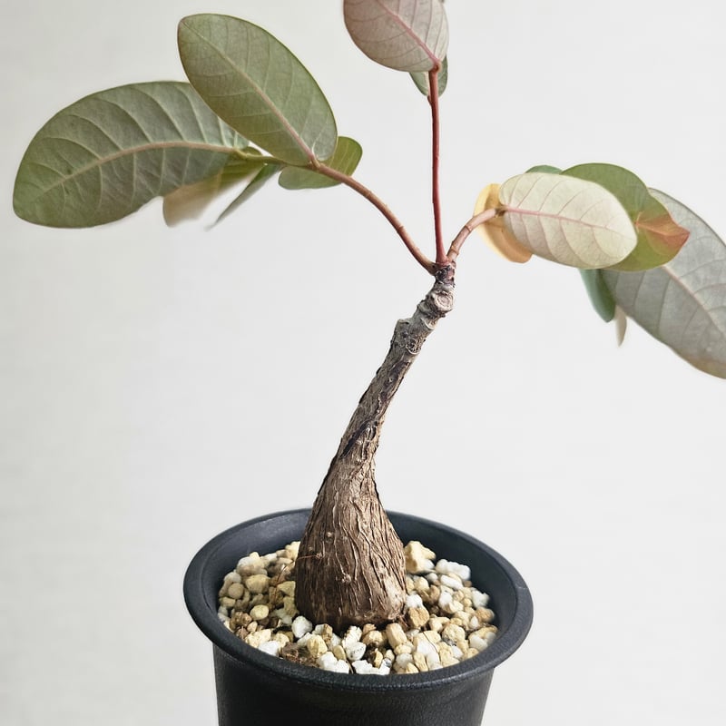 S48〚フィランサス・ミラビリス〛Phyllanthus Mirabilis 塊根植物