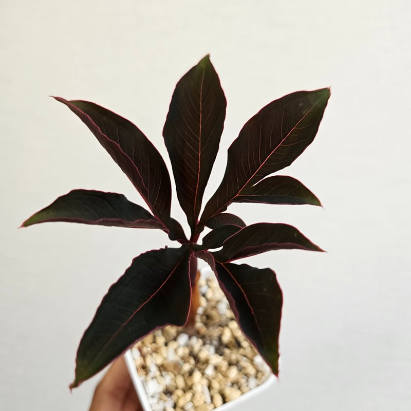 AM1 ♡レア〚 アモルフォファルス アトロビリディス 〛 Amorphophallus