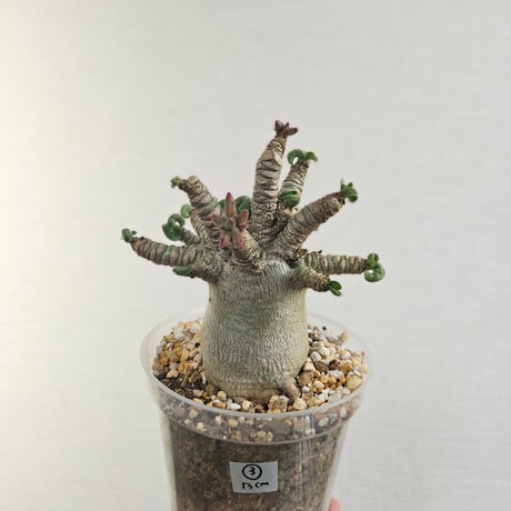 アデニウムアラビカム | STORES