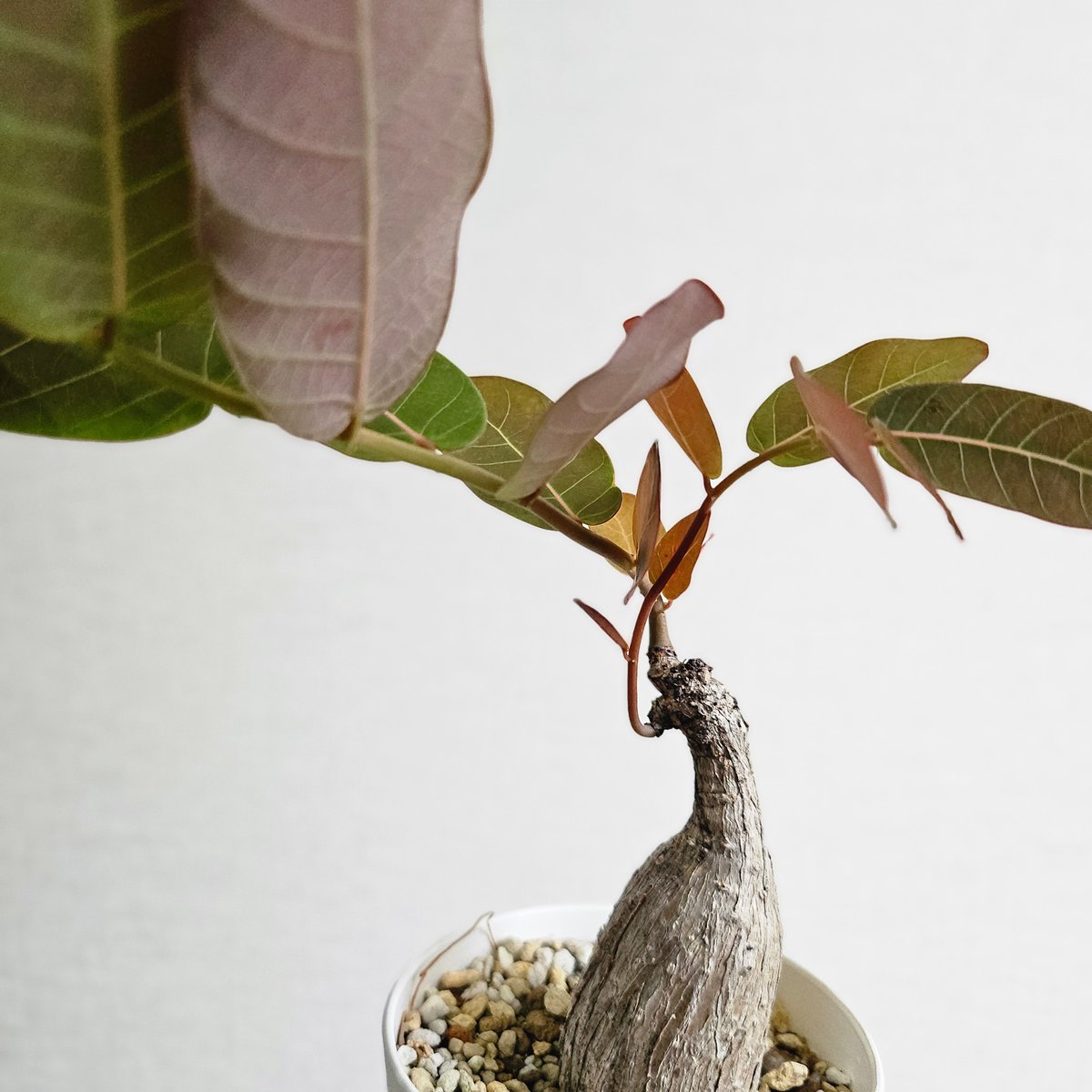S53〚フィランサス・ミラビリス〛Phyllanthus Mirabilis 塊根植物