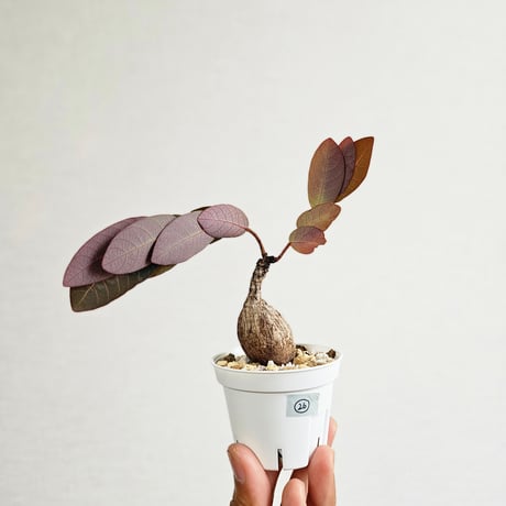 フィランサスミラビリス　超美形大株 フィランサス ミラビリス - 観葉植物・生花・ドライフラワー通販