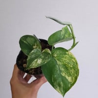 ④《スキンダプサス マヤリ バリエガータ》Scindapsus Mayari Var