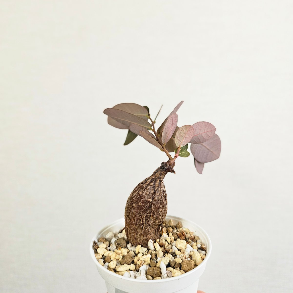 20 ♡ミニ株♡〚フィランサス・ミラビリス〛Phyllanthus Mirabilis 塊