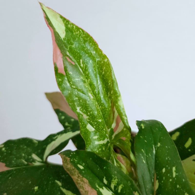 シンゴニウム·レッドスポット·トリカラー》Syngonium Redspot Tricolo