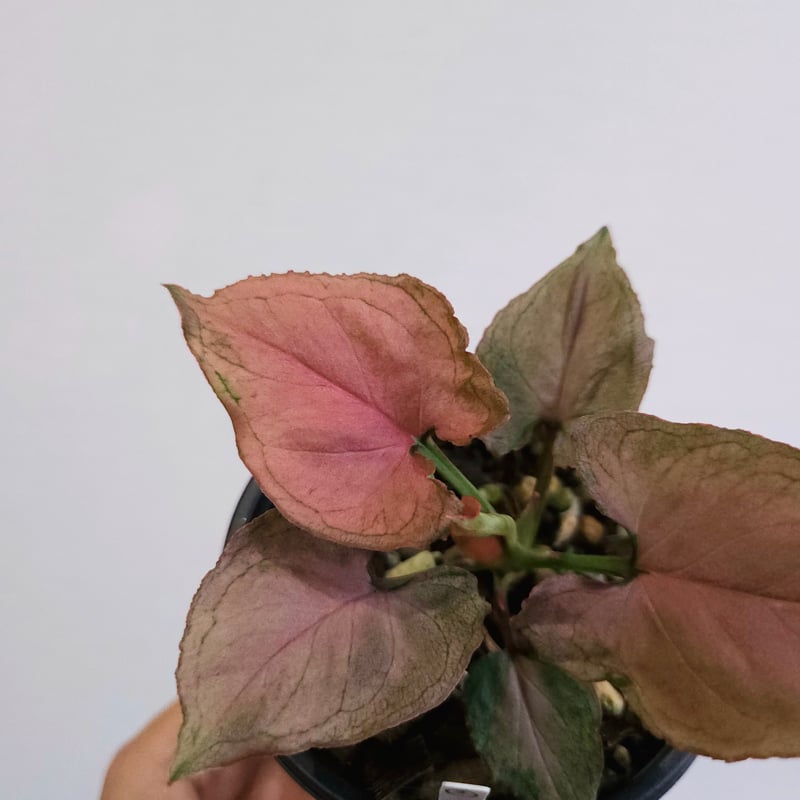 ②《シンゴニウム・ピンクパーフェクション》 Syngonium Pink