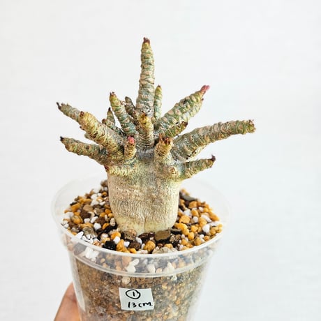 NORi　アデニアアラビカム　特大 NORi アデニアアラビカム 特大 アデニウムアラビカム | STORES