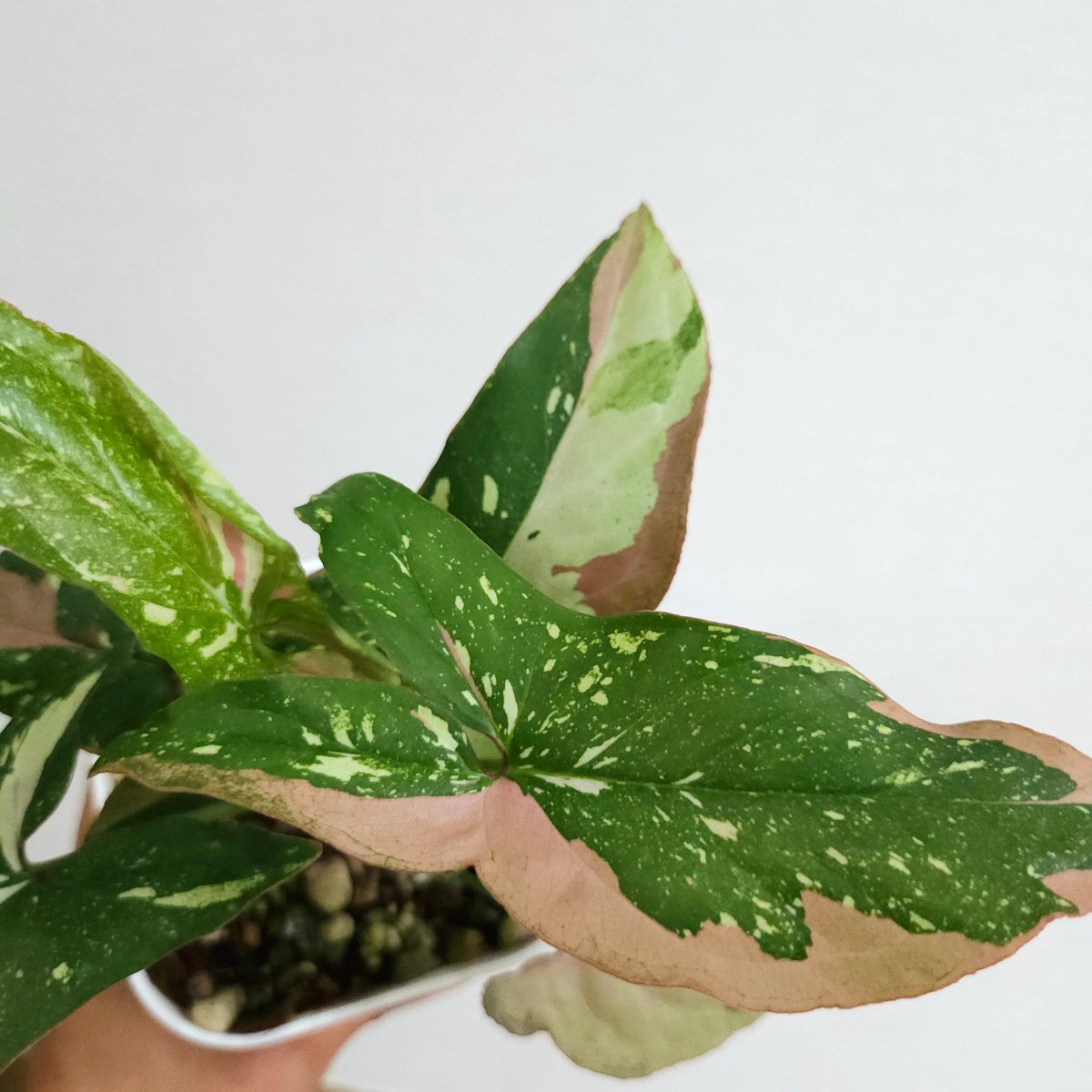 シンゴニウム·レッドスポット·トリカラー》Syngonium Redspot Tricolo