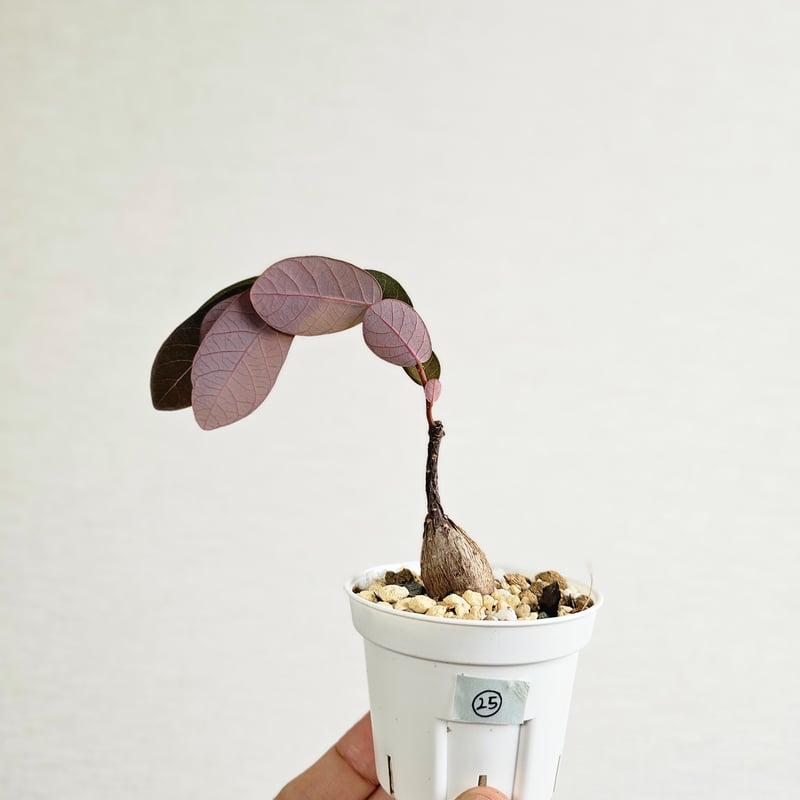 25 ♡ミニ株♡〚フィランサス・ミラビリス〛Phyllanthus