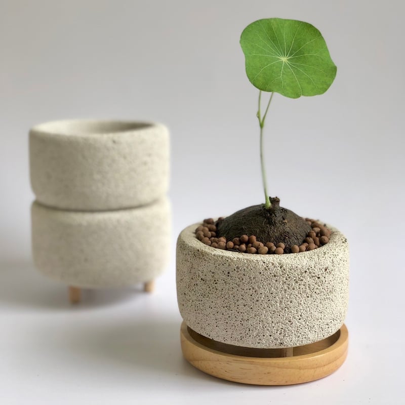 抜き苗+栽培セット】ステファニア エレクタ 約3.5~5cm以内 | riifu