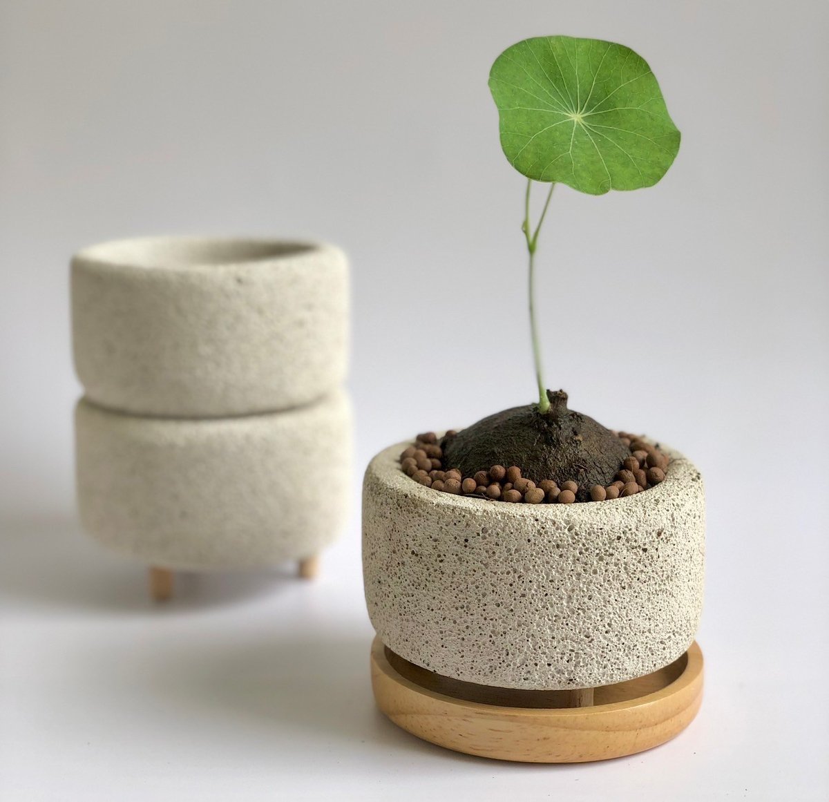 ステファニア・エレクタ ステファニア エレクタ – アぺロ・ヒュ―レ