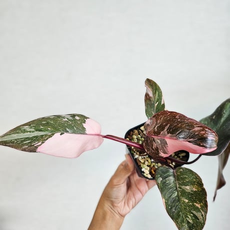 フィロデンドロンピンクプリンセス | STORES