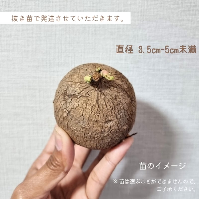 抜き苗+栽培セット】ステファニア エレクタ 約3.5~5cm以内 | riifu