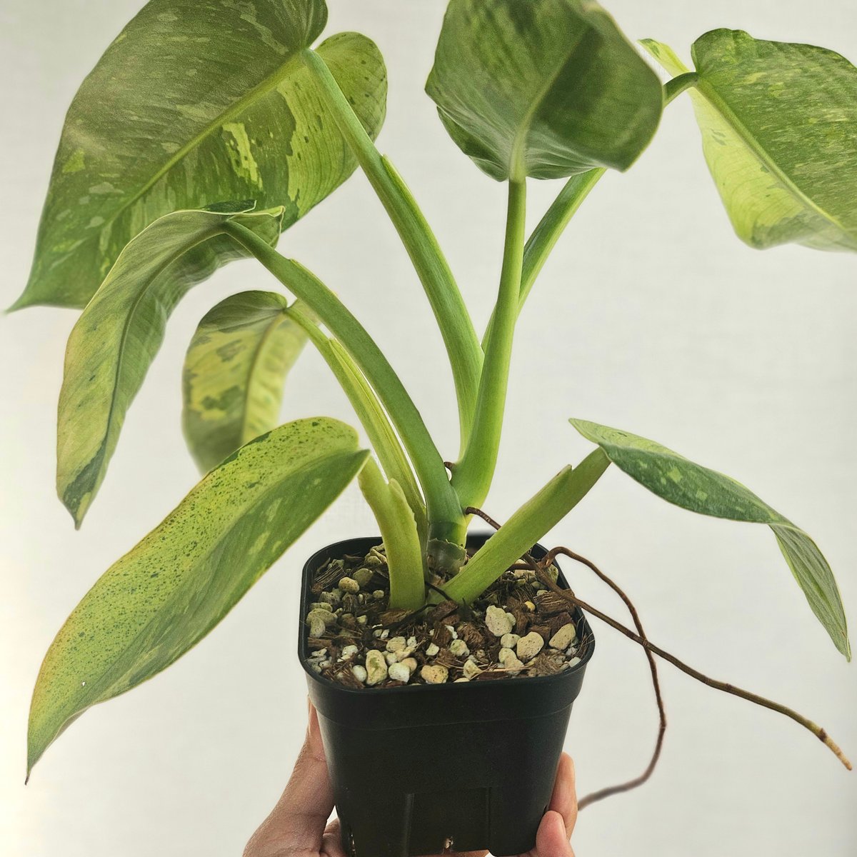 ①〔フィロデンドロン ジョセボーノ〕Philodendron Jose Buono 斑入り